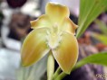 /album/maxillareae/lycaste-sp-jpg/